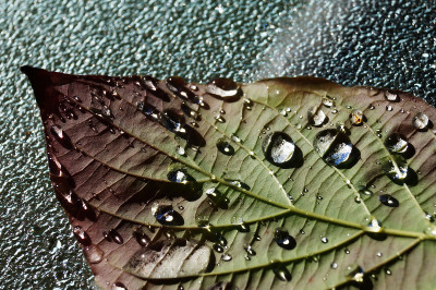 不饱和的颜色:秋叶上的雨滴