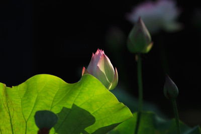 莲花