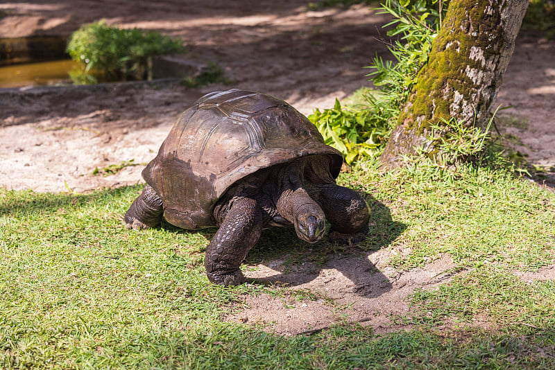 亚达伯拉巨龟(Aldabrachelys gigantea)，位于印度洋的塞舌尔群岛上