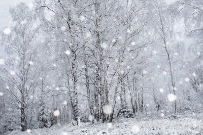 树被雪覆盖，山上下着大雪