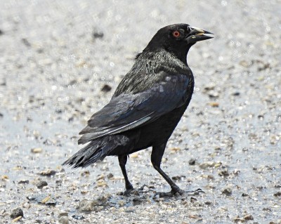 青铜色的燕八哥(Molothrus aeneus)在路上