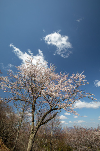吉野山的樱花