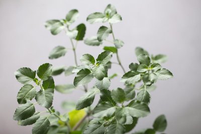 神圣的图拉西plantм