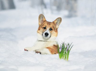 可爱的小狗红色柯基躺在白雪旁边盛开的丁香番红花在春天公园的肖像