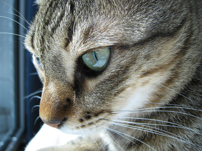 猫眼绿色