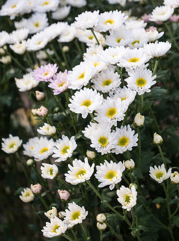 白色的菊花。