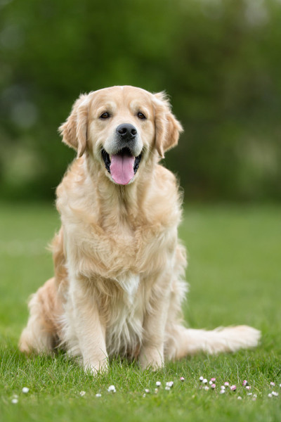 户外的金毛寻回犬