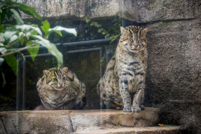 野生猫科动物