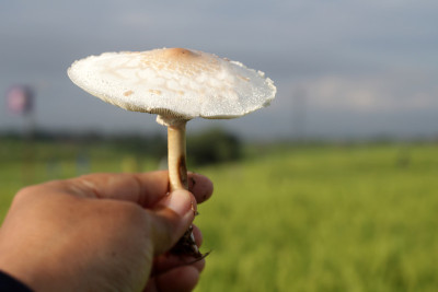 白色野生蘑菇茎边视图在手模糊的背景蓝色的天空在绿色的田野上。
