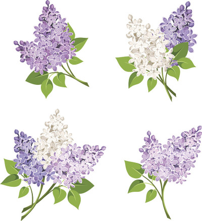 丁香花的枝条。矢量插图。