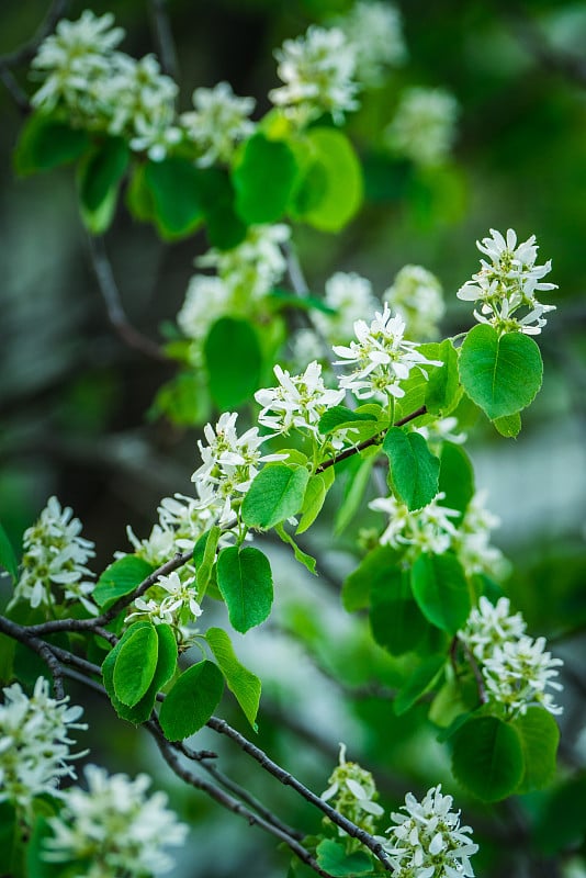 花园里盛开的阴影莓(Amelanchier berries)。浅景深。