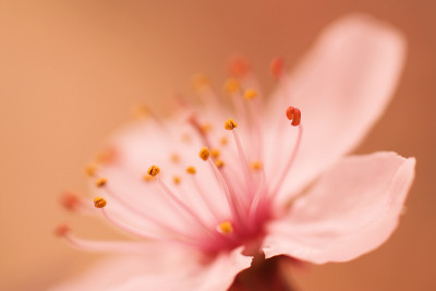 粉红色的樱花特写