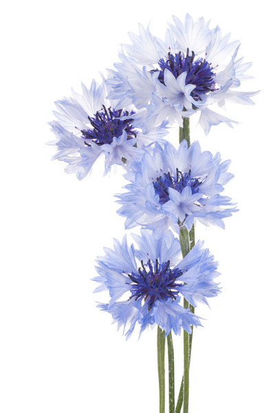 矢车菊