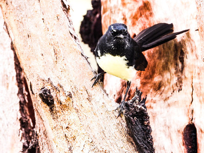 Barmah National Park, Victoria, Australia