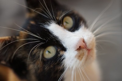 一个大眼睛胡子猫的特写肖像