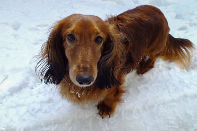 雪地里的长毛腊肠犬。