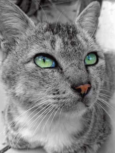 飞溅色猫