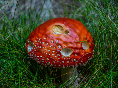 白毒伞，红色有毒蘑菇