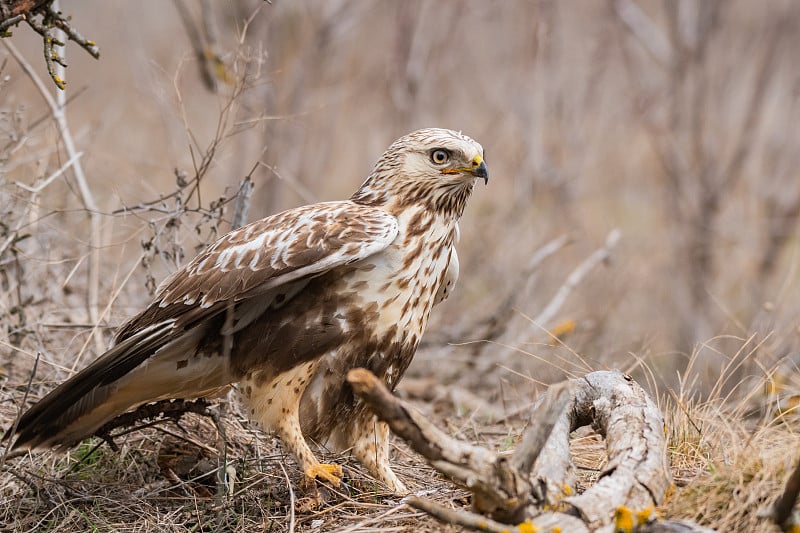 秃鹰的特写照片。粗腿秃鹰，Buteo lagopus