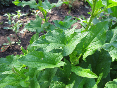 亨利国王，Chenopodium bonushenricus