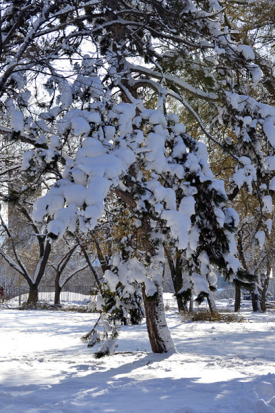 树枝上有雪