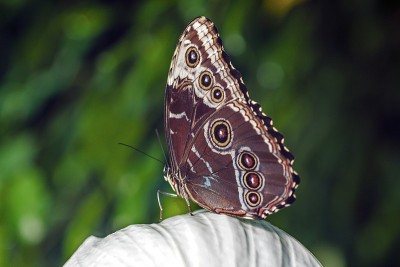 蝴蝶Caligo martia在花上