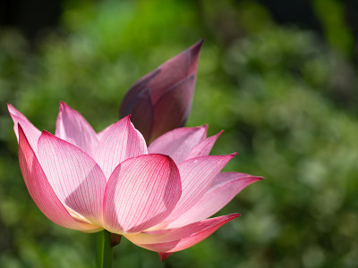 莲花