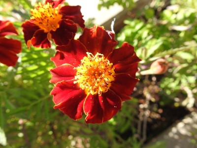 橘色花