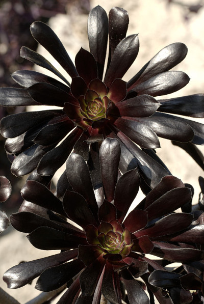 Aeonium