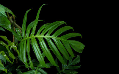 野生林中生长的绿叶植物，热带森林植物，黑色背景上的常绿藤蔓。
