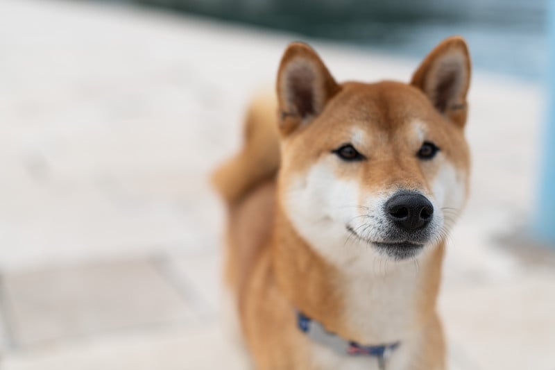 日本柴犬纯种犬