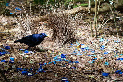 缎面Bowerbird & Bower