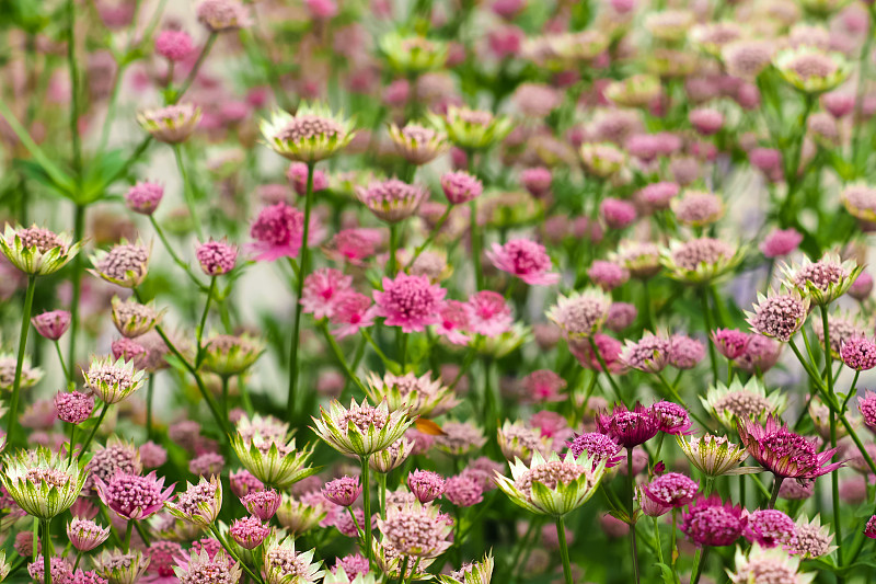 粉红色的黄芪花盛开。Astrantia领域
