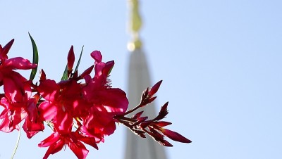 吉尔伯特神庙与鲜花