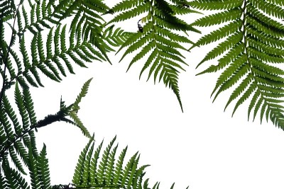 热带蕨类叶子在白色孤立的背景为绿色树叶背景和复制空间