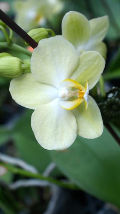 黄色的兰花