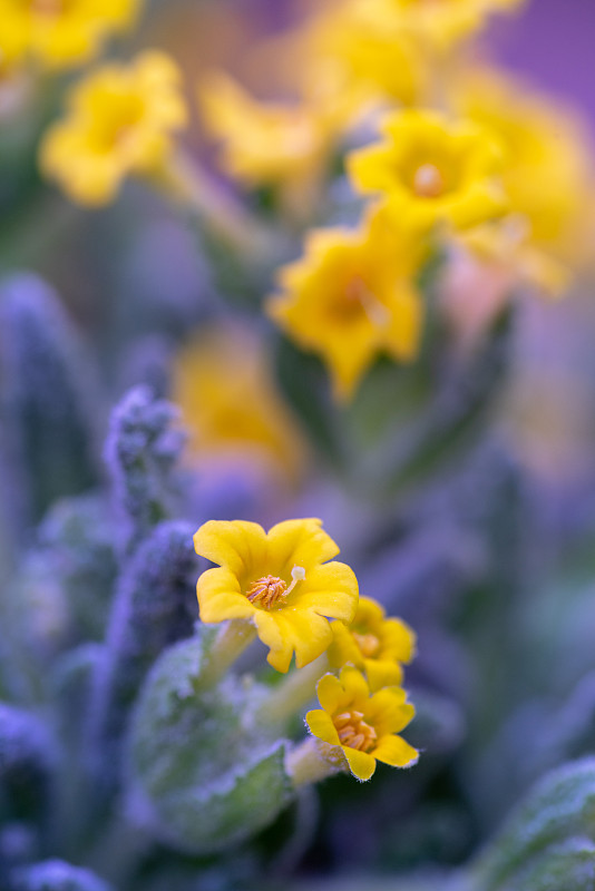 酒神节花