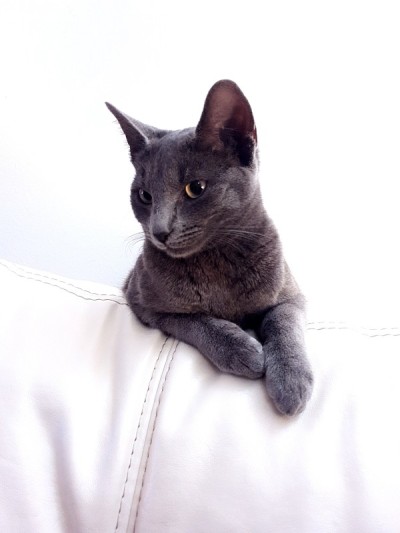 查特鲁小猫