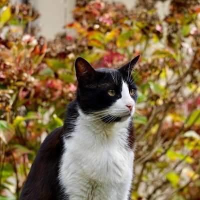 黑白家猫画像