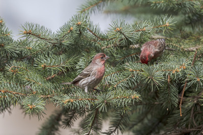 家雀(Carpodacus mexicanus)