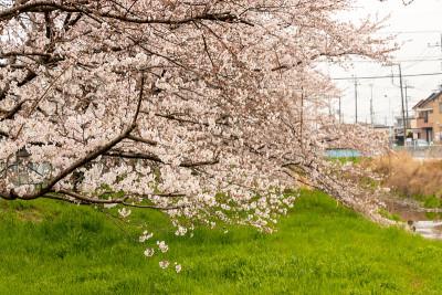 日本埼玉县霞部市仙根堀河上的樱花