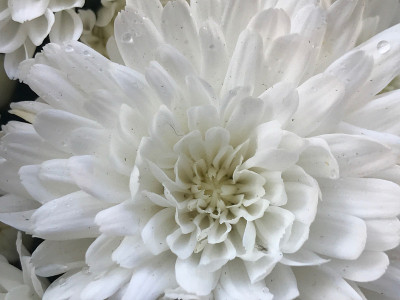 白色大丽花