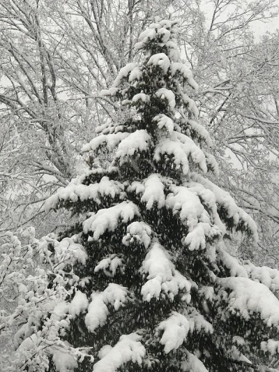 常青树的树枝被大雪覆盖