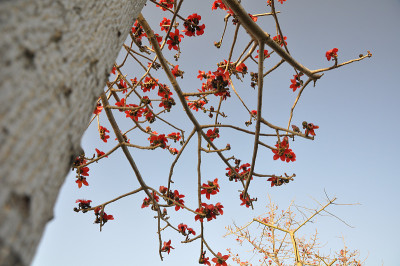 红棉花树