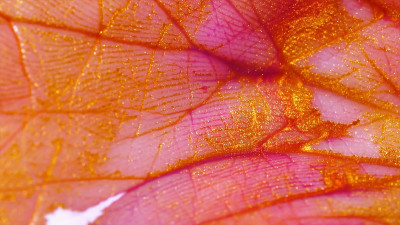 Macro skin，根据其中的褶皱来流动颜料。