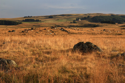 拉克斯公路上的奥布拉克奶牛(Lozère，法国)
