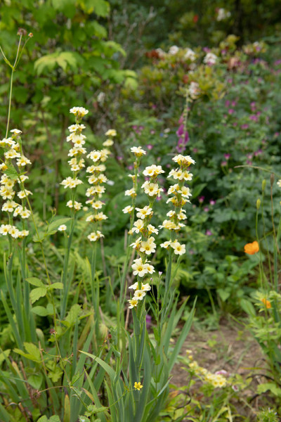 夏季开花的淡黄色眼草或黄色墨西哥缎子花(Sisyrinchium striatum)，生长在英国德文