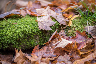 落叶苔藓和地衣在森林地面秋季