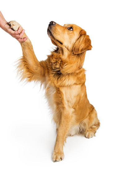 金毛猎犬握手