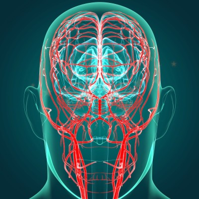 Human Arteries And Veins For Medical Concept 3D